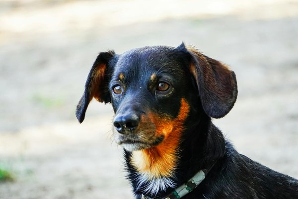 Investigating the impact of air pollution on bird habitats in uk industrial regions: a comprehensive assessment